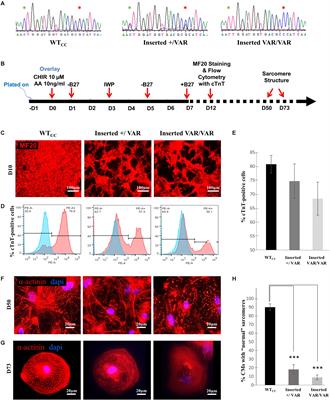 Contractility of Induced Pluripotent Stem Cell-Cardiomyocytes With an MYH6 Head Domain Variant Associated With Hypoplastic Left Heart Syndrome